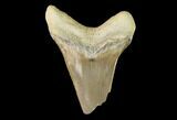 Fossil Shark (Cretoxyrhina) Tooth - Kansas #142948-1
